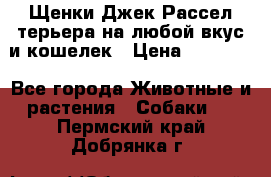 Щенки Джек Рассел терьера на любой вкус и кошелек › Цена ­ 13 000 - Все города Животные и растения » Собаки   . Пермский край,Добрянка г.